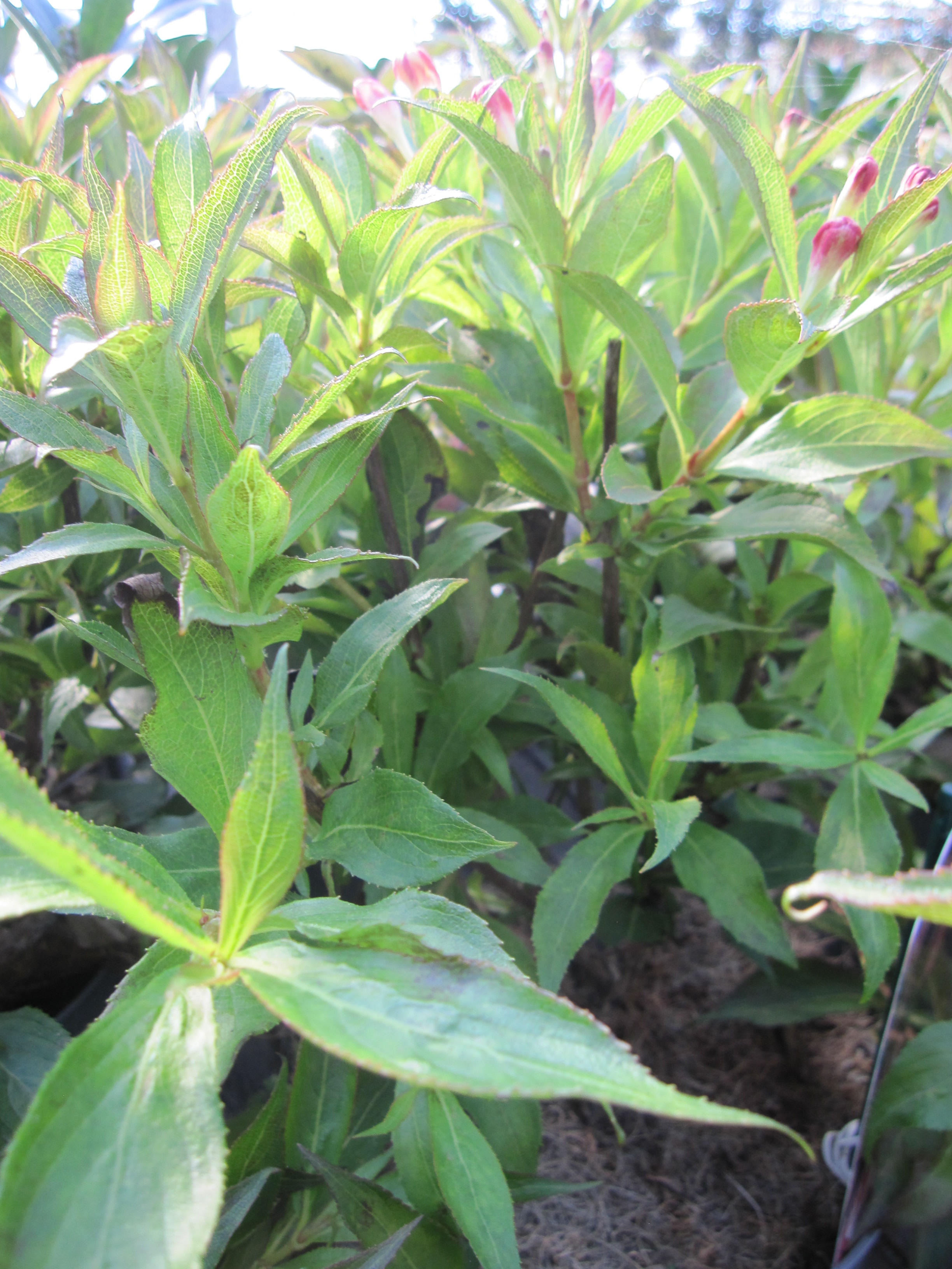 Weigela florida All Summer Peach Zwergige Weigelie All Summer Peach